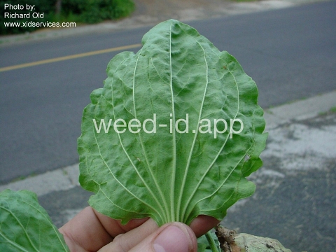 plantain, broadleaf